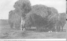 SA0322 - Photo of a man loading a hay wagon. Associated with the North Family. Identified on the front., Winterthur Shaker Photograph and Post Card Collection 1851 to 1921c